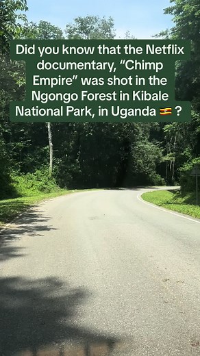 Explore the Chimp Empire: Ngongo Forest & Chimpanzees in Uganda