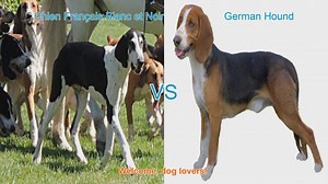Dog Breed Comparison: Chien Français Blanc et Noir vs. German Hound