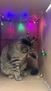 🎄🎅M E R R Y • C H R I S T M A S🎅🎄 The shelter is CLOSED TODAY but don’t worry the animals are still being taken care of and some of them like KENT here might get up to a little mischief! 😉 Have a wonderful day! :)Elisha 📍QCPAWS 4001 78th Avenue, Moline, IL 61265 🎥 Disclaimer : I had a cat on my shoulder during filming. 🤣 | Qc Paws