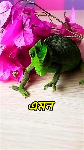 🐍 এই ৫টা প্রাণী মুহূর্তে অদৃশ্য হয়ে যেতে পারে! 😲 #shorts #youtubeshorts #amazingfacts