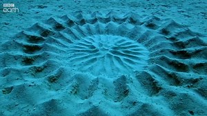 The Japanese puffer fish, the oceans greatest artist. | Sea Save Foundation