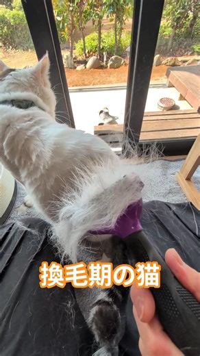換毛期の猫がヤバい‼️😸