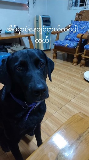 နောက်တစ်ပါတ် ခရီးသွားဖို့ရှိလို့ သူ့ pet hotel မှာထားခဲ့ဖို့ကို မနေချင်လောက်ဖူးဆိုတော့လဲ ဉီးလေးတစ်ယောက်အဖော်ခေါ်ပြီးပဲ ထားခဲ့ရတော့မယ် ။ သူနေမကောင်းလို့ ဆေးခန်းပို့ထားတုန်းကလဲ တစ်ချိန်လုံးဟောင်ပြီး အစားလဲမစားလို့ ဆေးခန်းက ပြန်လာခေါ်ခိုင်းလို့ အိမ်မှာပဲ ထားရတော့ အဖွားက အိမ်မှာပဲ ထားစေချင်တယ် စိတ်မချဖူး။