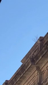 354K views · 1.6K reactions | #SLP  Atención, apoyo urgente ⚠️ Se reporta un perrito atrapado en la orilla de un techo en la zona Centro. El lomito bajó de la azotea y ya no puede subir ni bajar, por lo que corre riesgo de caer.  Ubicación: Francisco I. Madero #335, Centro, San Luis Potosí. | PotosíNoticias | Facebook