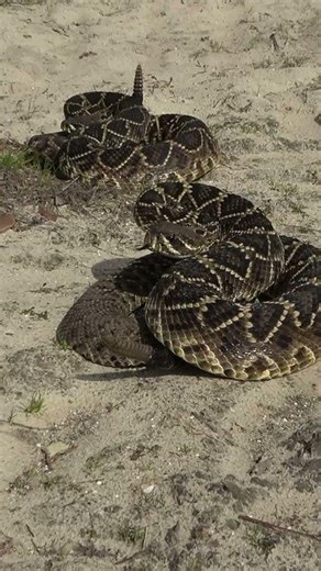 DOUBLE DIAMONDBACK! - Rattlesnakes Under Tin