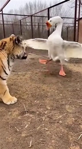 What Happened to this Crazy Goose 😜🤪😳