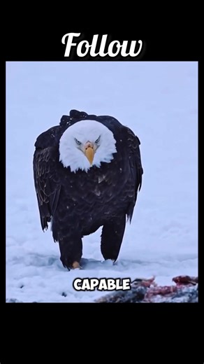 Challenges Faced by Eagles in the Wild