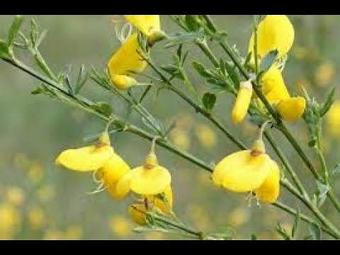 Cytisus scoparius, Fabaceae (Scotch broom)