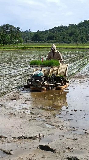 127K views · 498 reactions | Rice transplanting by Kubota spw48c Rice transplanter #agtmjmaritestv #kubotaspw48c #ricetransplanter AGT mj Marites TV | AGT mj Marites TV | Facebook