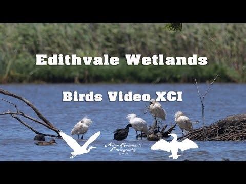 Edithvale Wetlands - Birds Video XCI #birds #australiannativebirds #birdsofaustralia #birdlist