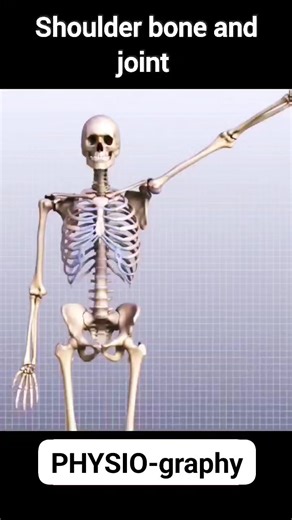 Shoulder complex anatomy #anatomy #shoulders #medical #physiotherapy #physiotherapist #exercise #movementismedicine #motion ##PHYSIOGRAPHY #Orthopedics | PHYSIO-graphy