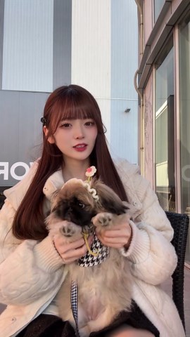 短足でかわいいペキニーズの魅力