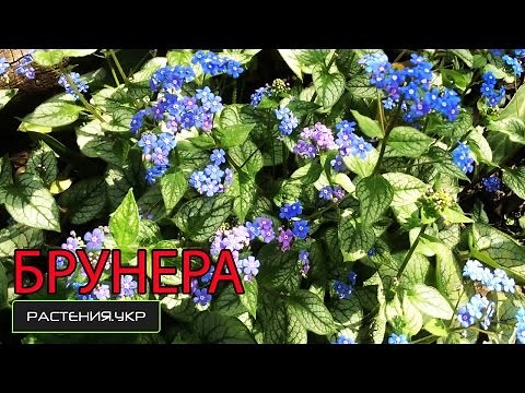 Brunnera macrophylla planting and care / Shade-loving plants / Garden flowers
