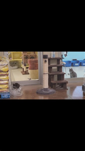 Animal Adoption Foundation on Reels