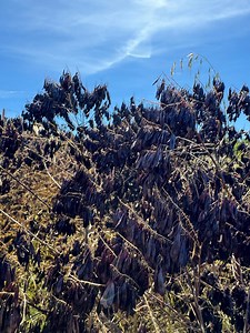 Isatis tinctoria - graines de pastel - Etsy France