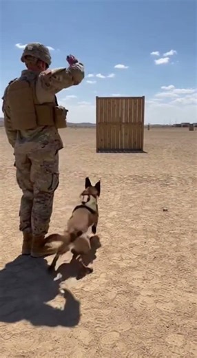 ⚡ One Command – K9 Launches 30m to the Wall 🐕‍🦺#k9unit #dogtraining #tacticaldog #eliteforce #shorts
