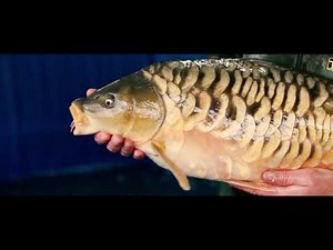 The Life of a Fish Farmer - Team Korda