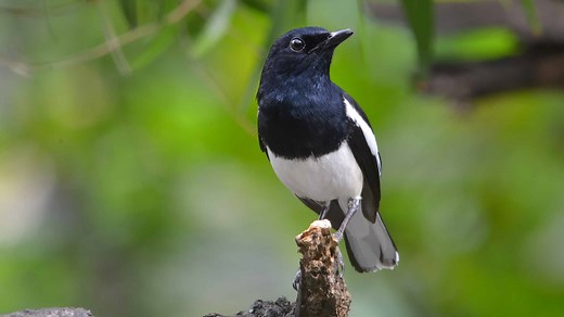 Discover the Magpie Robin: The National Bird of Bangladesh