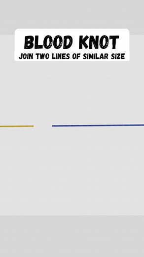 Blood Knot - Line to Line #fishingtips #fishing #fish #knots #fishingtiktoks #fishtok #fishcontent #fishinglife #outdoors #fyp #knot #howto #howtotiktok #tutorials #survival #survivaltips #survivalskills