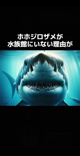 ホホジロザメが水族館にいない理由が衝撃的すぎる #動物 #雑学 #ホホジロザメ