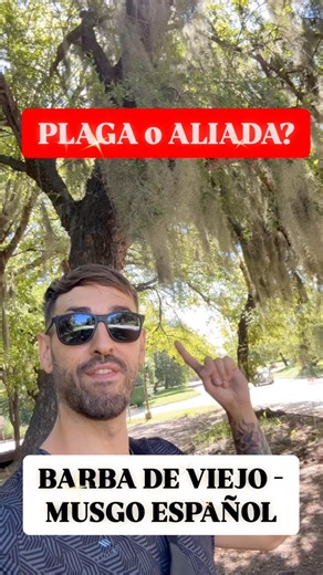 Hoy hablaremos sobre la Barba de Viejo o Musgo Español! Una planta de AIRE! De la misma familia que el Clavel del Aire! Es una plaga o aliada de los árboles? #plantas #naturaleza #jardin #naturelovers | Planeta Jardin