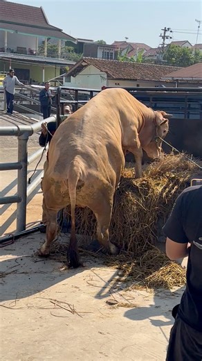 10K views · 56 reactions | Sapi  turun pasar #sapi #cow #bull | Revan Dolan Kandang | Facebook