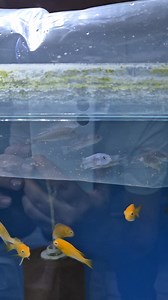 Cichlid - Ahli (Sciaenochromis Fryeri) (İthal) Cichlid - Calico (Çingene) (Aulonocara Orange Blotch) (İthal) Cichlid - Geophagus Satanoperca Daemon (Toprak Yiyen) [F0] Cichlid - Mavi Prenses (Chindongo Socolofi) (İthal) Corydoras Mellini (Diagonal Striped) [F0] Corydoras Pigme (Pygmaeus) Goby (Tateurndina Ocellicauda) (Tavuskuşu) [Peacock Gudgeon] Rasbora (Emerald Dwarf) [Danio Erythromicron] Tetra Transgenetik | Hobihanem