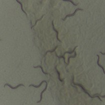Video: Measuring Oxidative Stress Resistance of Caenorhabditis elegans in 96-well Microtiter Plates