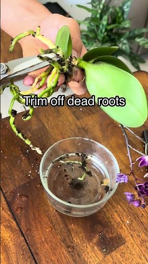 How To Save A Dying Orchid!