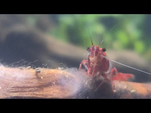 Red rili shrimp neocaridina davidi. Close up eating diner