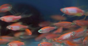 Victor Chang Cardiac Research Institute | Inside our Zebrafish…