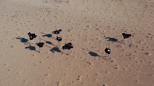 The Fascinating Evolution of Ostrich Nesting: Why They Lay Eggs In A Shared Nest