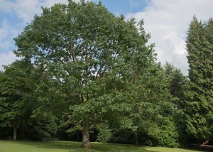Northern Red Oak For Sale | Deer Love Oak Trees | Wildtree.co