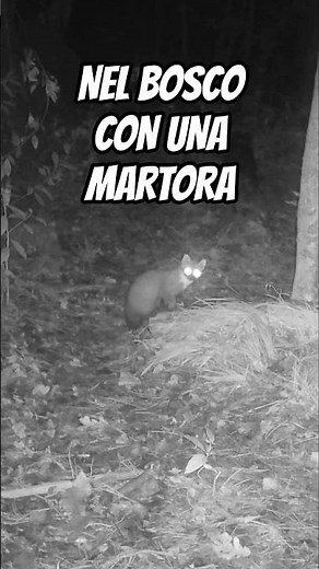 NEL BOSCO CON UNA MARTORA #focuswild #faunaselvatica #fototrappolaggio #wildlife #animals #martora