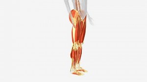 Muscles Lower Limb 3d Medical Stock Footage Video (100% Royalty-free) 3423686209 | Shutterstock