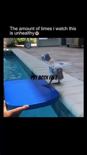 Tiny Duck Debates Pool Jump - Hilarious Backyard Moment
