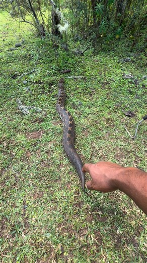 Aziz Ahmed on Instagram: "Mountain Viper snake 🐍"