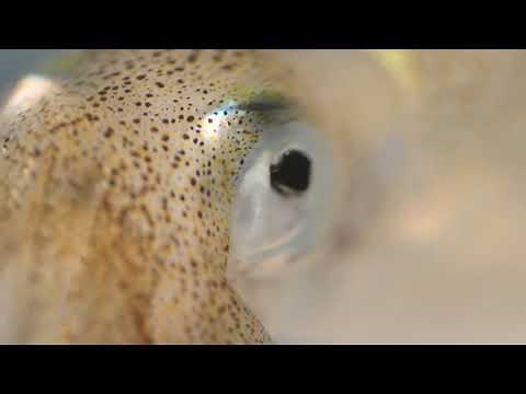 Cephalopod Chromatophores: A concise breakdown