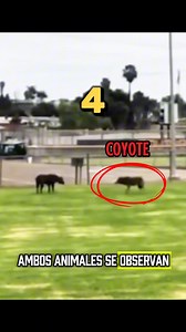 12K views · 650 reactions | Coyote vs Pitbull. Astucia vs Inteligencia #coyote #salvajes #pitbull | Jose Anez | Facebook