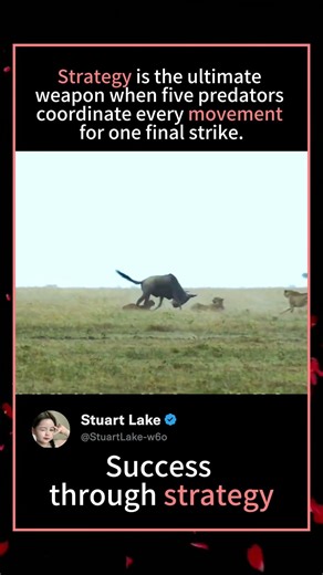 Strategy is the ultimate weapon when five predators coordinate every movement for one final strike.