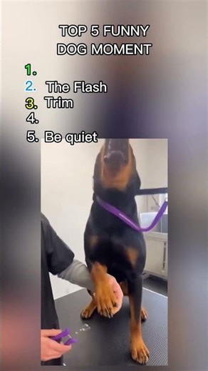 Top 5 Funny Dog Moments #dog #dogs #dogshorts #funnydogs #dogvideos