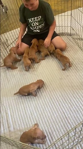 VIZSLA PUPPIES