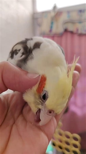 Adorable Cockatiel ChuChu’s Cute Cuddly Moments 🎶🦜 💖 #chuchuthetiel