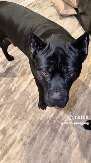 STOPPP 🥹❤️ Tell me why this Clifford toy is the cutest toy ever?! The NOSTALGIA brings back memories! #tiktok #viral #capcut #canecorso #trendingsound @TikTok @Funny Animal 😽😽 @TikiPets @Amazon Pets @TikTok Creator Pilot Program @irondog_raw @Funny Animals