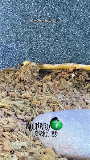 Trying to breed my corn snakes! | The Molinaro Snake Lab