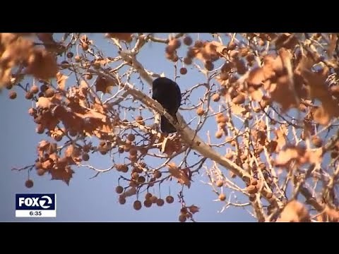 Sunnyvale rolls out laser program to scare off pesky crows