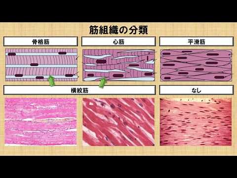 Comparison of Skeletal Muscle, Cardiac Muscle, and Smooth Muscle ~No. 36: Physical Therapist Nati...