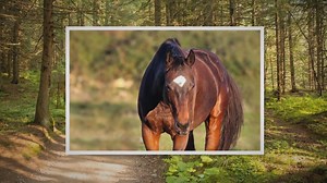 The Science Behind How Fast Can The Fastest Horse Run