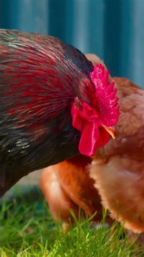 The Dancing Chicken | Funniest Chicken Story