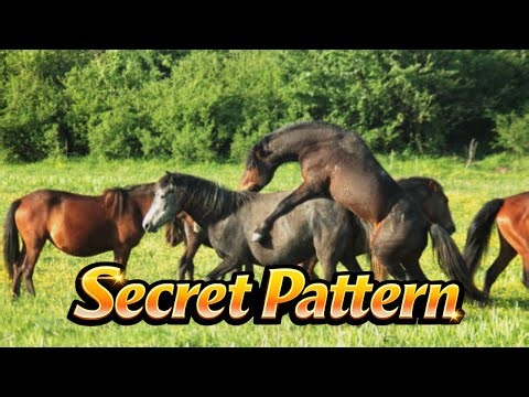 Are Wild Horses' Running Formations Hiding a SECRET Pattern?